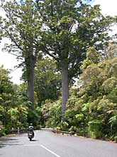 Kauri Trees