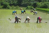 rice harvest